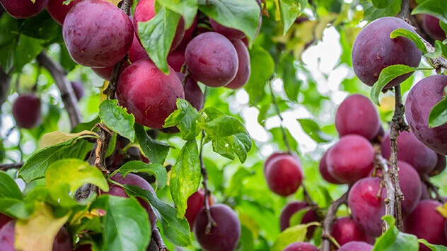 Regionales Sommerobst: Pflaumen und Zwetschgen Reife Zwetschgen hängen am Baum