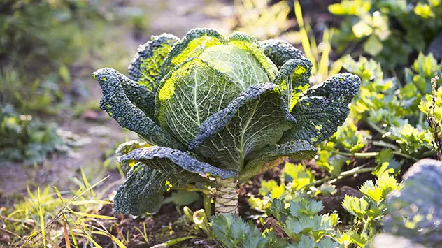 Wirsing in einem Gemüsebeet