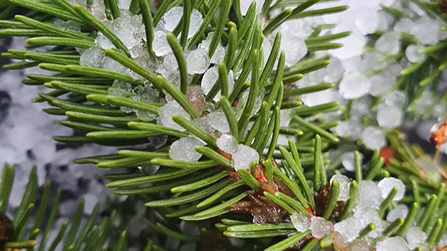 Bild: Iris Ternedde via WetterMelder Deutschland Graupeln kleben in den Zweigen eines Nadelbaums.