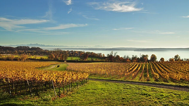 Herbstliche Weinberge am Bodensee