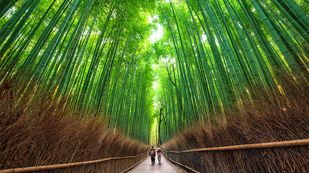 Bambushain in Arashiyama 