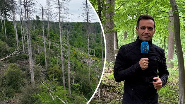 WetterReporter berichtet über den Waldzustand