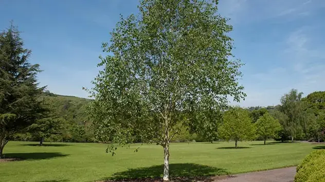 Lisnato stablo breze u parku: Brojanje peludi breze prestaje u nizinskim predjelima najkasnije do početka svibnja