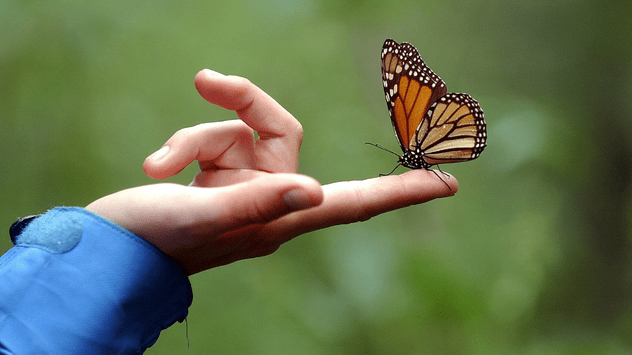 Una mariposa monarca se posa sobre el dedo de una visitante del santuario "El Rosario", en Michoacán, México. 