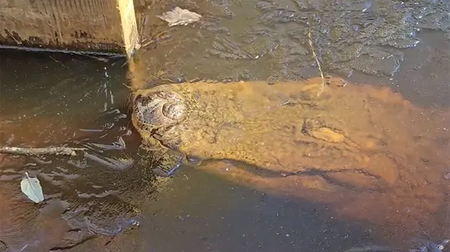 Alligator snout, credit: George Howard