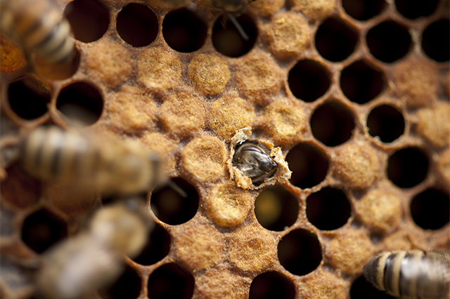 Het initiële gewicht van een bijenlarve is na zes dagen 500 maal toegenomen. Een mensenbaby zou na zes dagen ruim 1,5 ton moeten wegen.