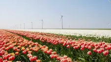 tulipaner i lange rækker, røde og hvide, baggrund med vindmøller