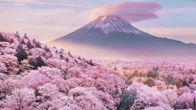 Flori de cireș în Japonia