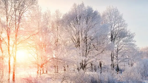 Bäume mit Schnee im Sonnenaufgang