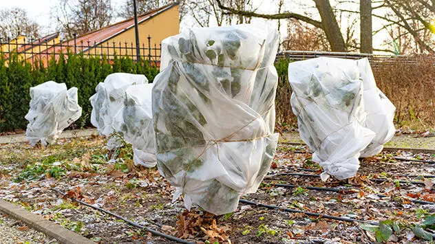 Pflanzen überwintern: Tipps für die kalte Jahreszeit Pflanzen, die zum Schutz vor Frost mit Jute eingehüllt sind.