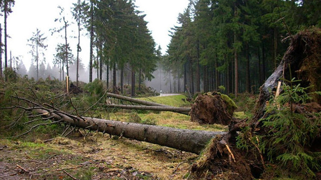 Bäume, deren Stämme nicht abgebrochen sind, werden einfach entwurzelt.