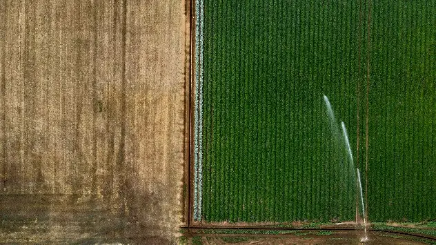Ohne Bewässerung würden die Felder in Belgien derzeit staubtrocken und braun sein.