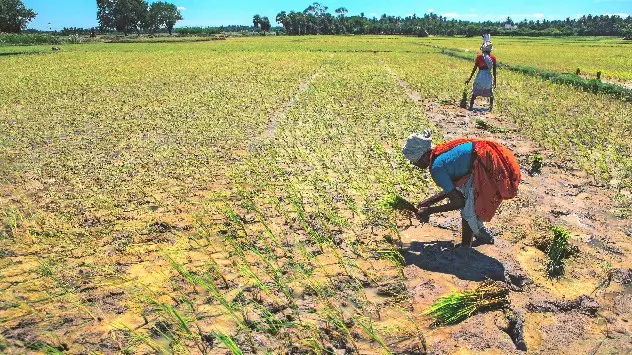 In Telangana, the Rabi (Yasangi) crop season starts from November, but Government may ask farmers to sow Rabi crop early