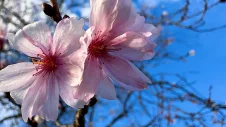 Blühender Baum mit rosa Blüten in Reutlingen
