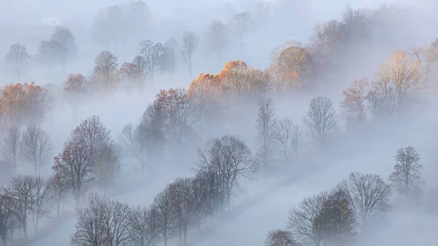 Bäume in Nebel