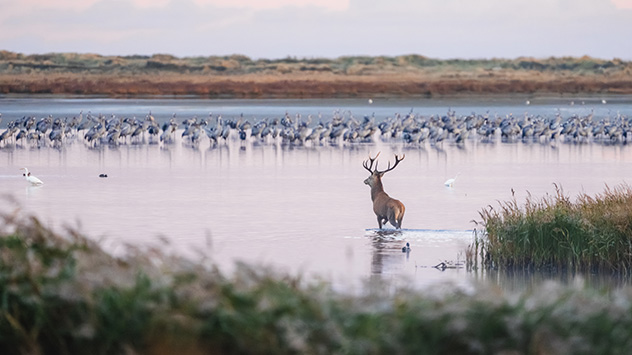 Kraniche im seichten Wasser, im Vordergrund ein Hirsch