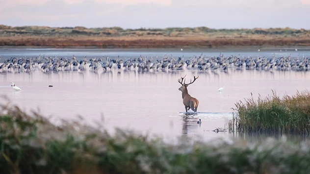 Kraniche im seichten Wasser, im Vordergrund ein Hirsch