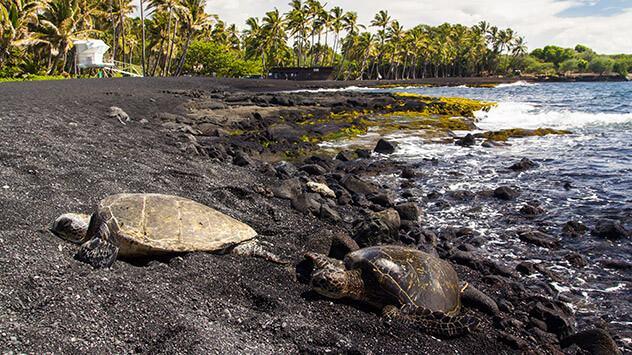 Schildkröten am schwarzen Punalu'u Beach
