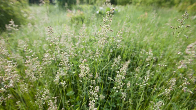 Wiesenrispengras wächst auf einer Wildwiese