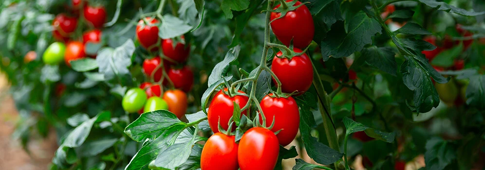 Reife Tomaten an einem Strauch