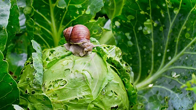 Weinbergschnecke sitzt auf angefressenem Kohlkopf