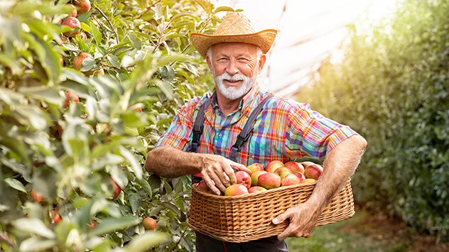 Bauer erntet Äpfel in Apfelbaumplantage
