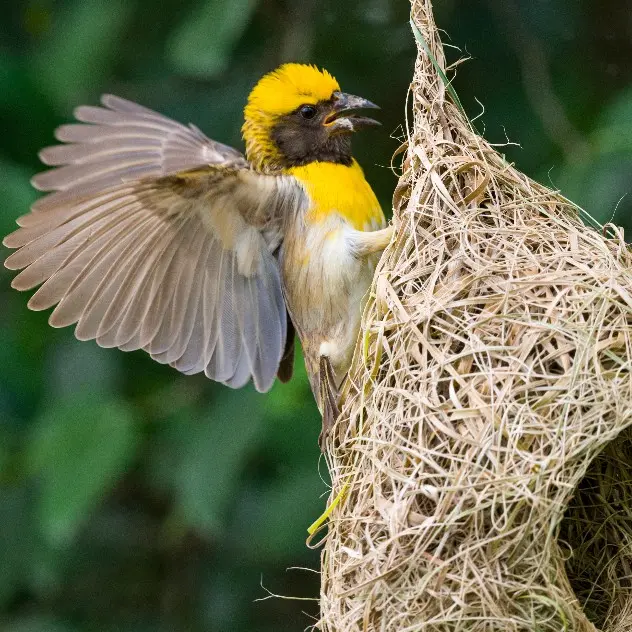 Baya Weaver Bird Sitting on Hanging Nest