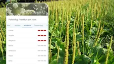 Blühender Wegerich auf Wiese - Pollenvorhersage Frankfurt