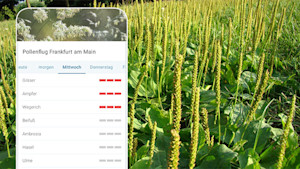 Blühender Wegerich auf Wiese - Pollenvorhersage Frankfurt