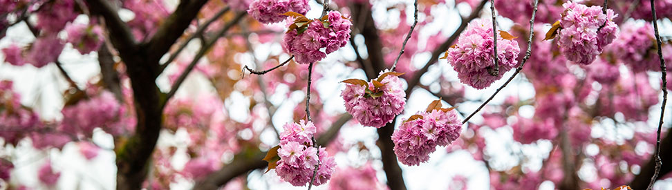 Kirschblüte in Bonn