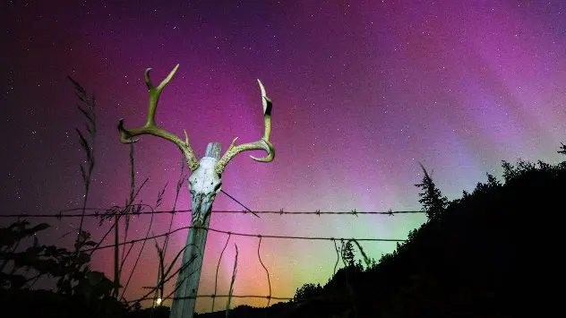 The aurora borealis, glow in the sky over a farm pasture near Elkton in southwestern Oregon.