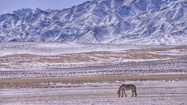 Wüste Gobi mit weidenden Pferd und leicht weiß überzuckerten trockenen Böden und Bergflanke