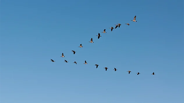 Gruppe von Wildenten in der Luft