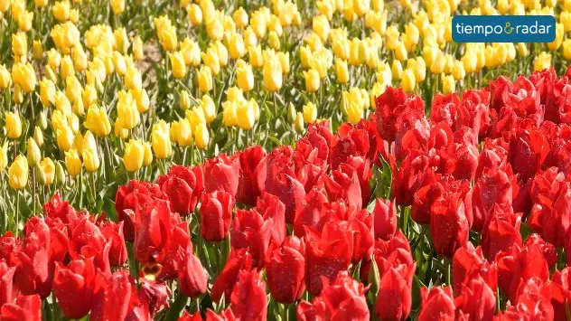 Las tonalidades de los tulipanes pueden ser muy diferentes, desde rojizos, amarillos o azulados. 