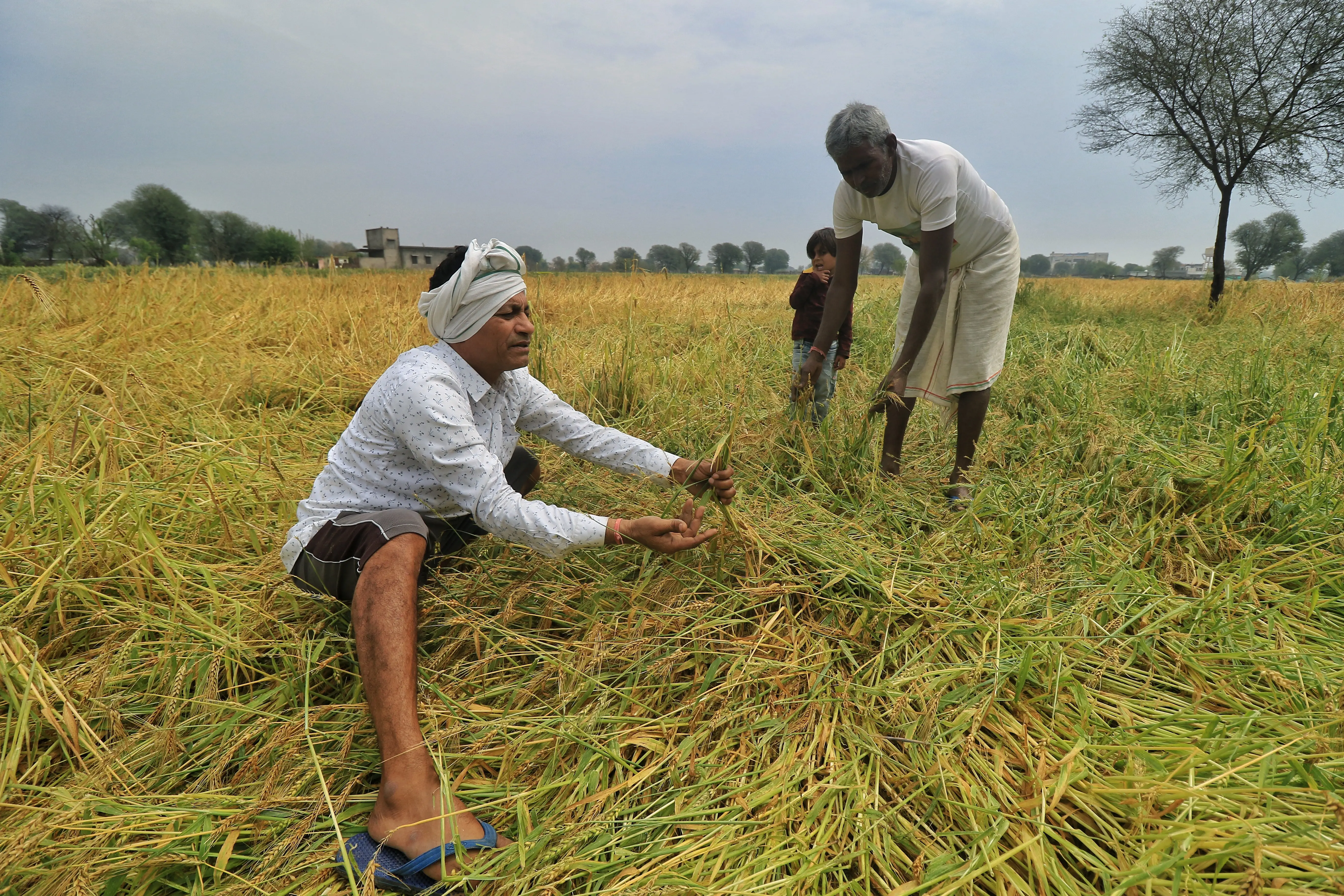 Hailstorm on February 1st Leaves Punjab's Crops Severely Damaged