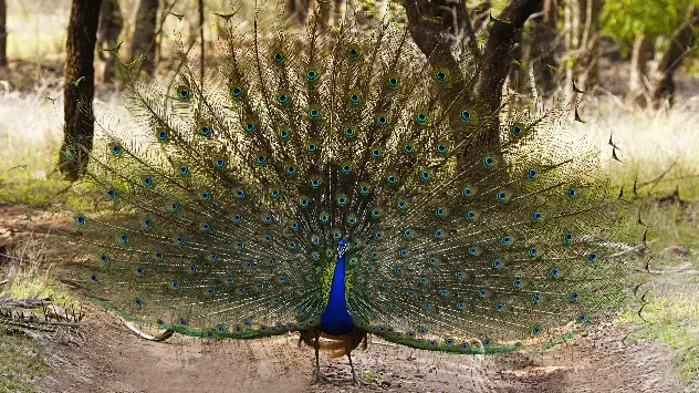 Spectacular peacock dance foretelling the rains for the area!