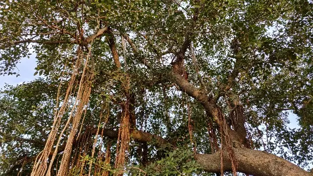 tree plant monsoon