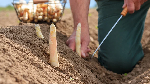 Bauer sticht Spargel