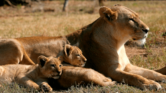 Biodiversidad - Prohibición de criar leones en Sudáfrica - Noticias y  actualidad meteorológica