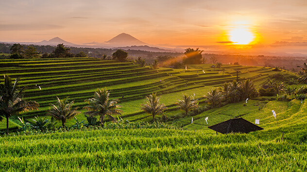 Sonnenuntergang über einem Reisfeld
