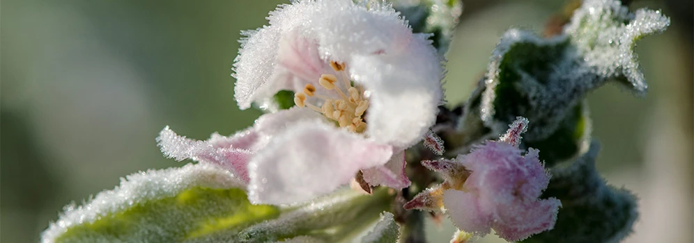 Spätfröste im Frühling Apfelblüte mit leichtem Frost