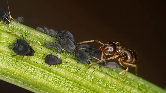 Eine Ameise melkt eine Blattlaus