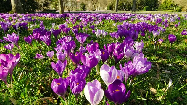 Lila blühende Krokusse in einem Park