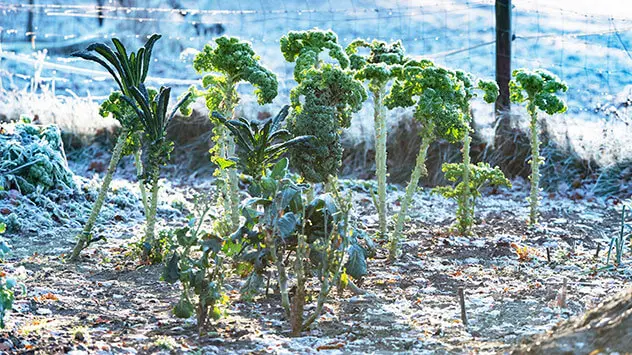 Abgeerntete Grünkohlpflanzen in einem schneebedeckten Beet