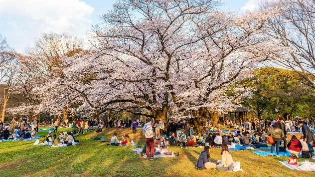 Люди зібралися на пікнік під квітучою сакурою в парку в Токіо, в 2019 році.
