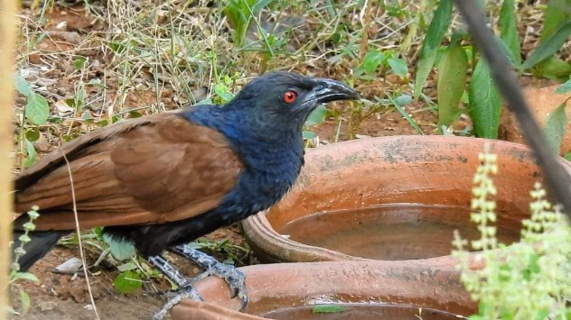 2nd Prize: Greater coucal or crow pheasan by Dr.V.Saravanan from Rajapalayam , Tamil Nadu 