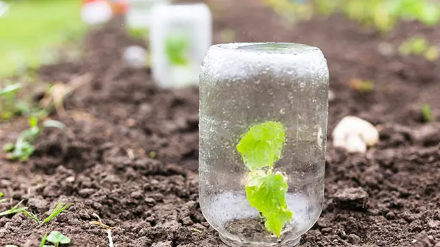 Hilfsmittel gegen Spätfröste im Frühling Glas über einer kleinen Pflanze in eine Beet