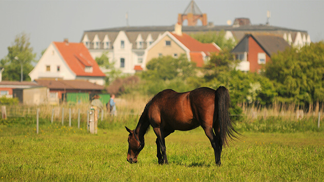 Pferd auf einer Weide auf Borkum 