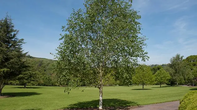 Eine vollbelaubte Birke in einem Park