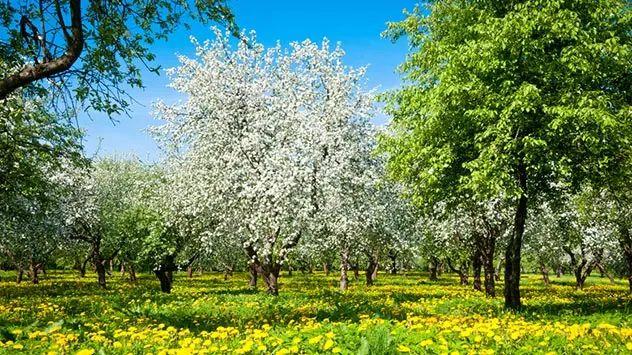 Blühende Apfelbäume auf einer wilden Blumenwiese